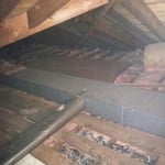 Raccoon damage to attic