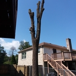 Emergency Tree Work