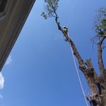 Emergency Tree Work
