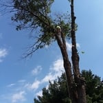 Emergency Tree Work