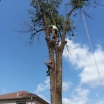 Emergency Tree Work