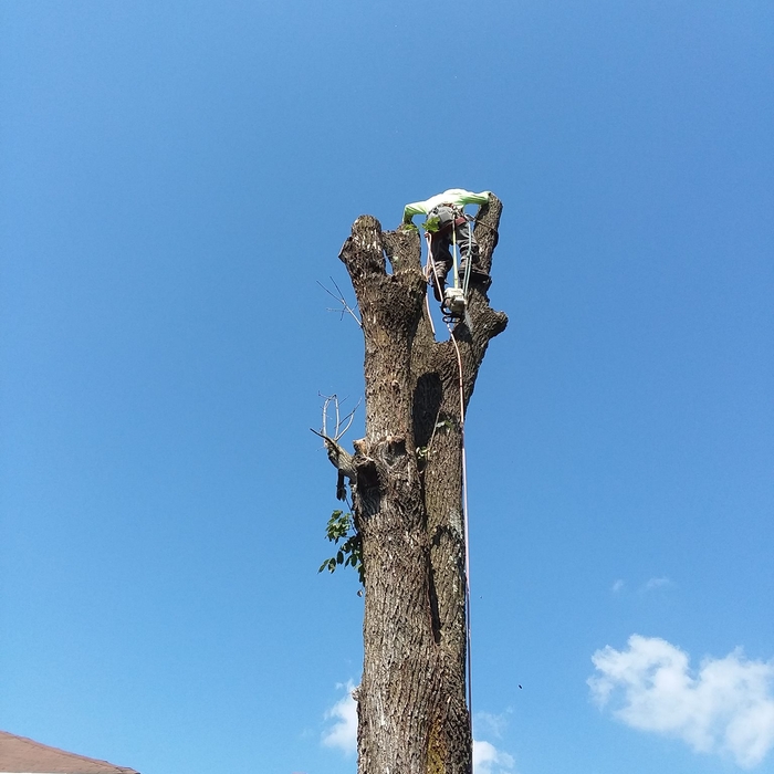 Emergency Tree Work