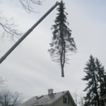 Tree Removal