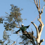 Tree Removal