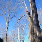 Tree Removal