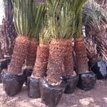 Our Work