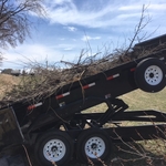 Tree clean-up