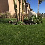 AZ Olive Pro