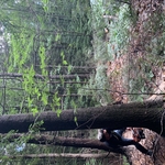 tree work