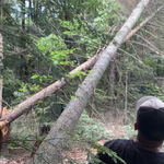 Timber!