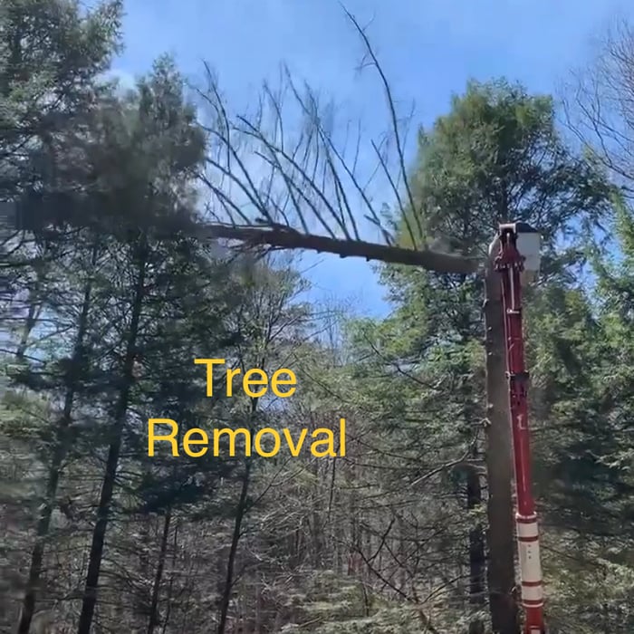 A tree coming down