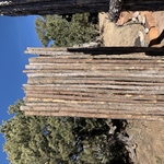 Coyote fence gate