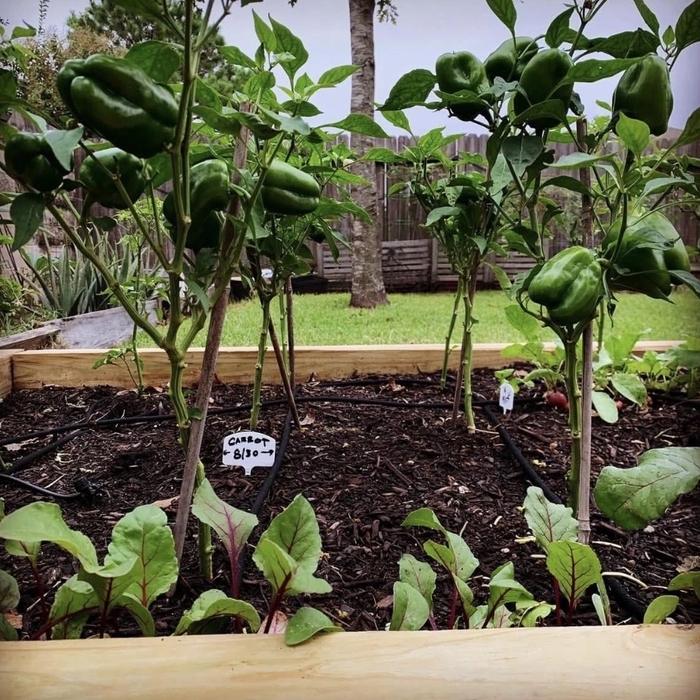 Garden Build