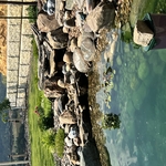 The Art of the Pond