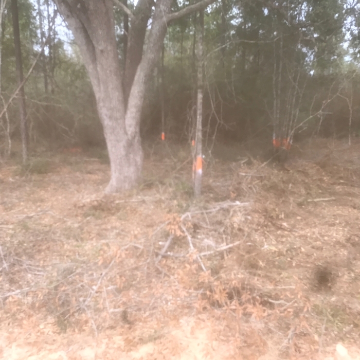 Land Clearing