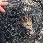 Bat on the loose removal