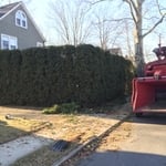 Shearing and Shaping Arborvitae