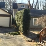 Privacy Screen trees