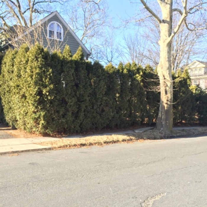 Overgrown Arborvitae