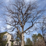 American Elm