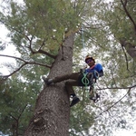 White Pine