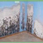 Visible Mold