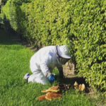 Hedge