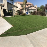 winter rye 3 weeks after birth