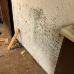 Mold removal process