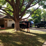 Owners of Stetson's Tree Service