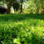 Best Lawn Care Service in Town!