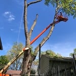 Maple Mayhem