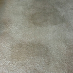Before Pet Stain Treatment