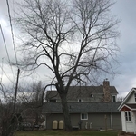 Big Maple