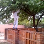 Africanized Bee Extermination