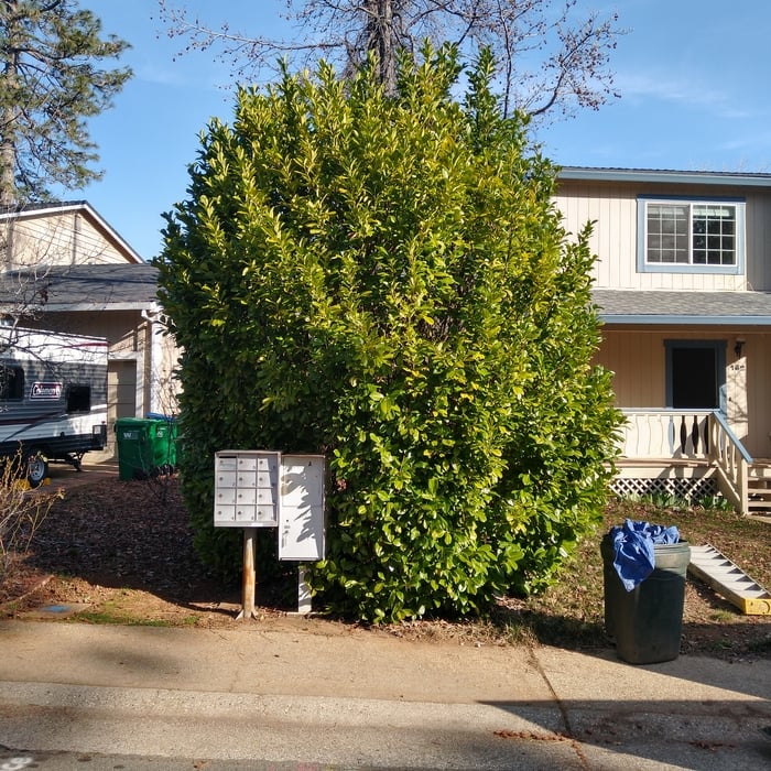Trimming Shrub