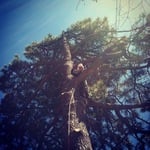 100 Ft Pine Removal early 2012