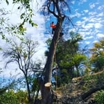 Dead Ash Removal