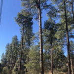 Pine Removal