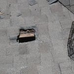 Pests causing roof damage