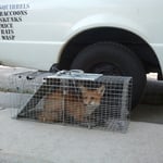 Fox trapped after attacking family pet