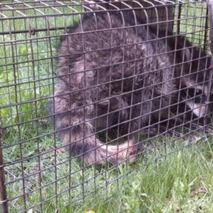 Captured! Raccoon