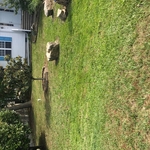 Lawn care