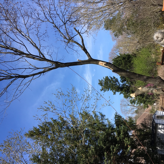Tree removal