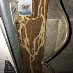 Termite activity