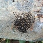 Ant activity