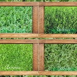 Different Kinds of Sod
