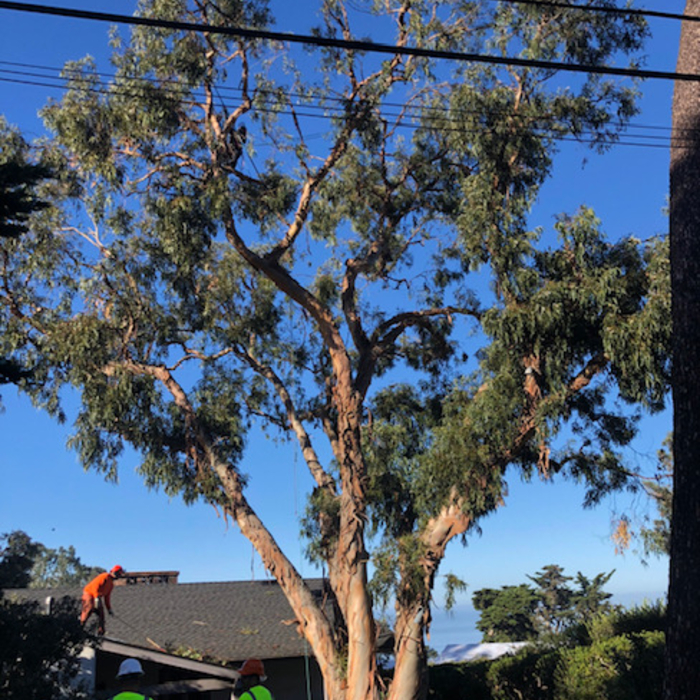 Eucalyptus After