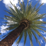 Canary Date Palm