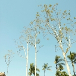 Eucalyptus Lace